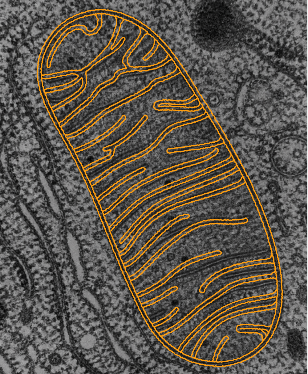 Glowing mitochondria illustrating cellular energy production